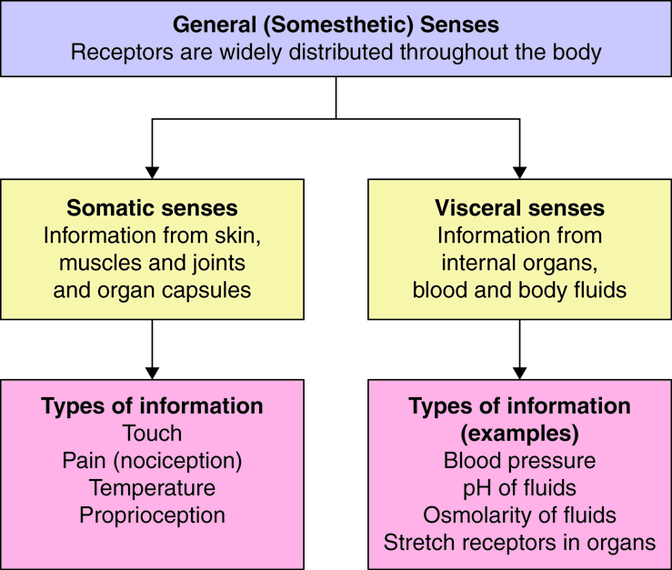 Why Is Cultivating Sustained Attention and Mental Presence Important?