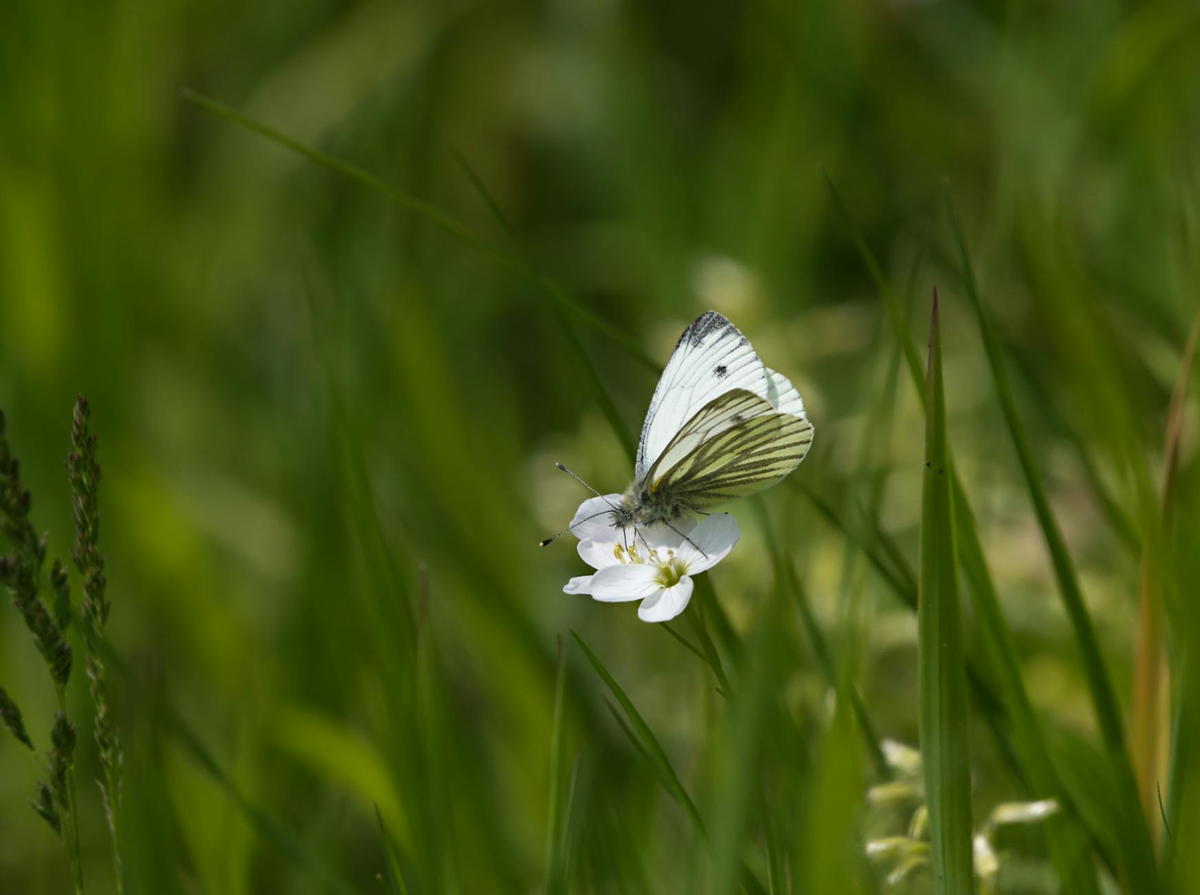 White butterfly resting on a wildflower.