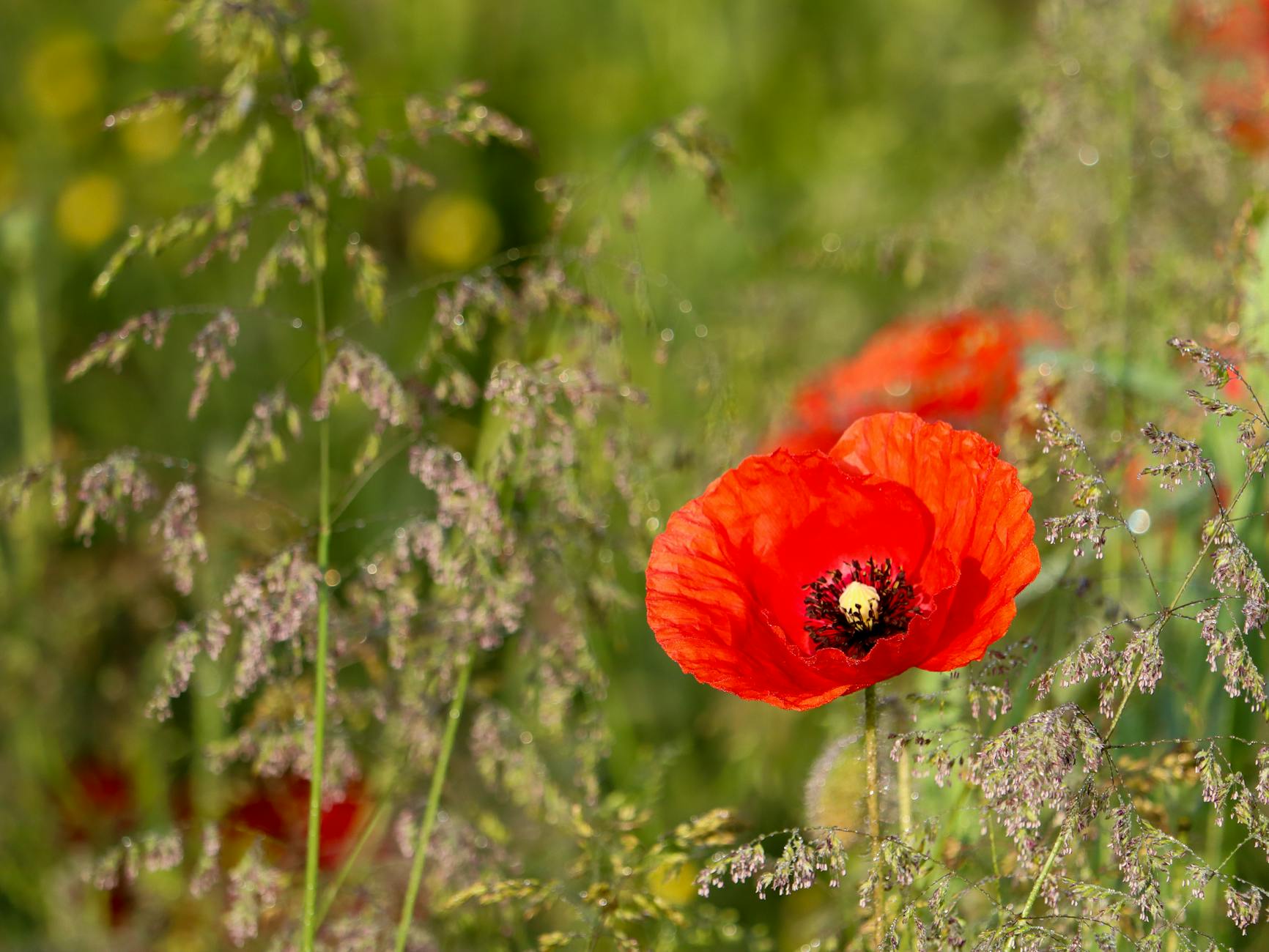 A single red poppy is in a field of green