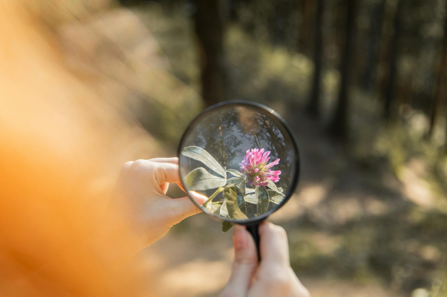 Person Holding a Magnifying Glass Over a Small Flower