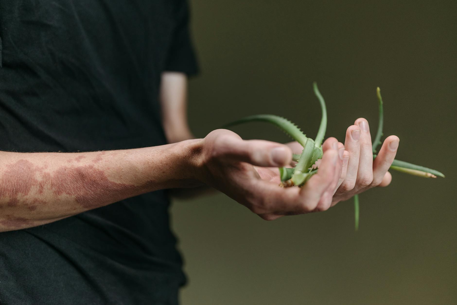 Free stock photo of aloe, gray background, green