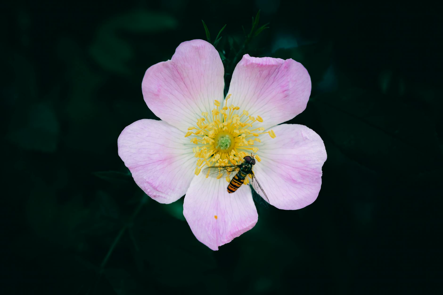 Dog Rose flower with a small Hoverfly insect