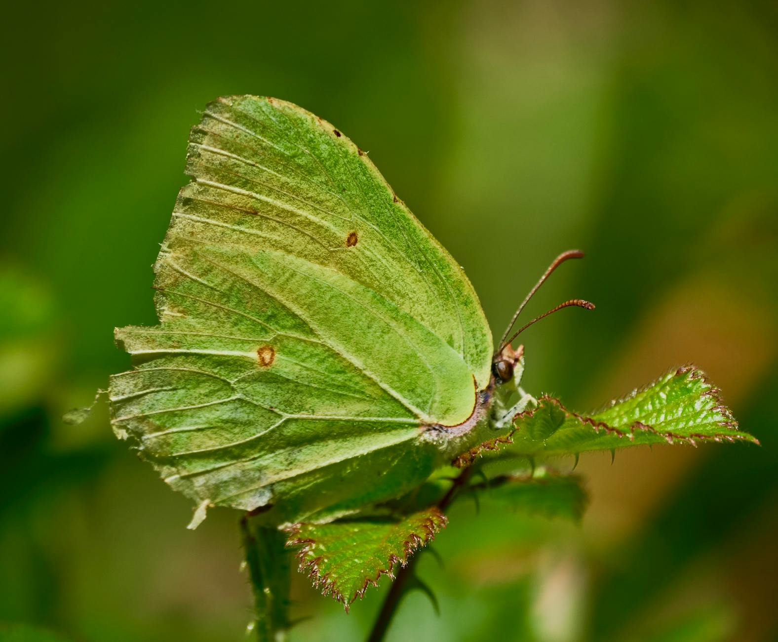 A green butterfly sitting on a leaf with green leaves