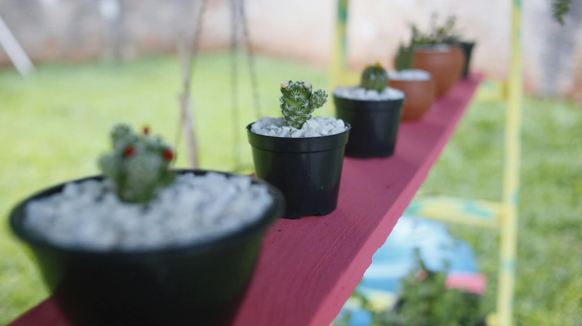 Selective focus of small succulent in black pit on pink shelf in outside plant nursery