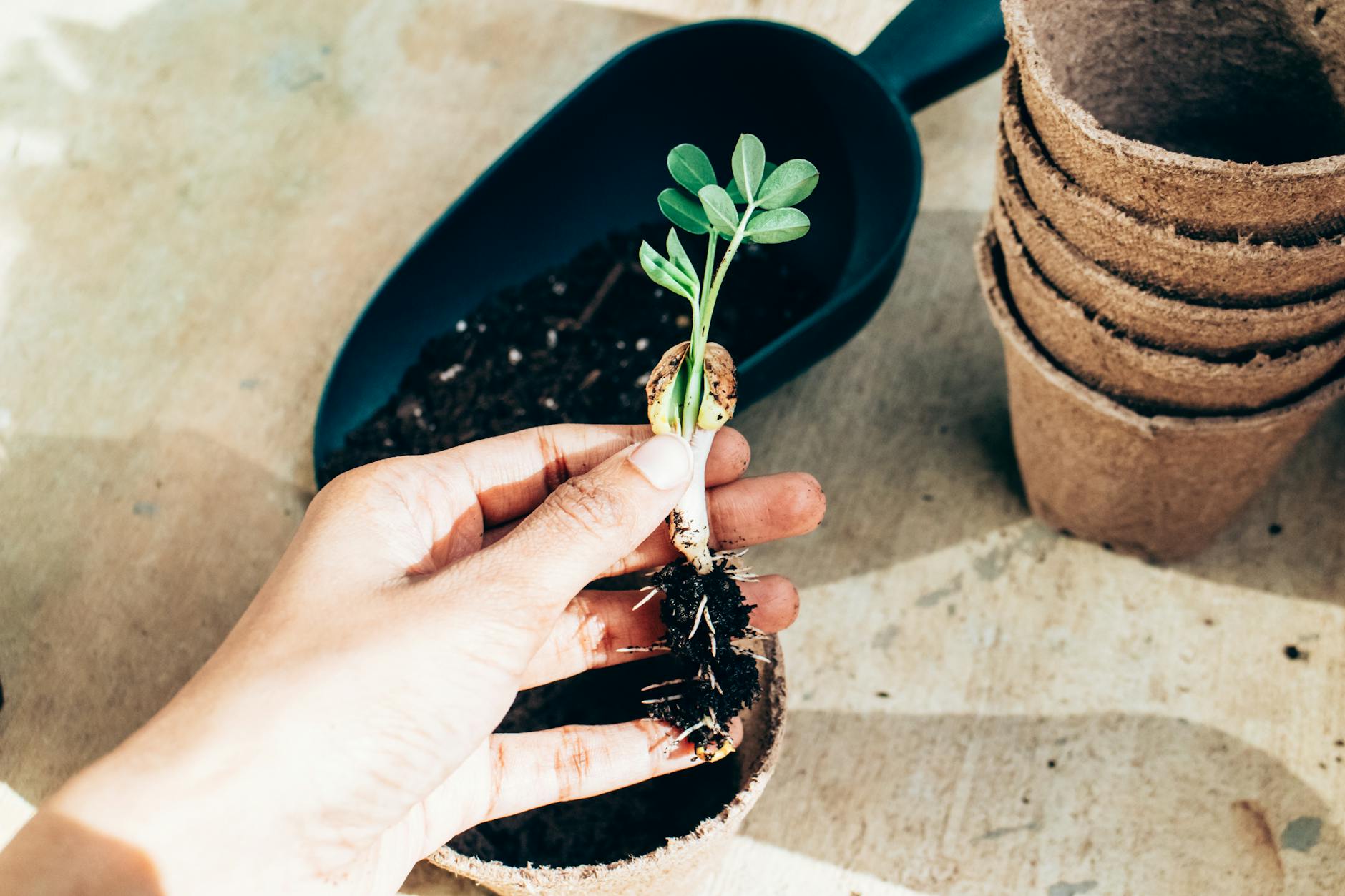 From above crop anonymous gardener showing young plant sprout before planting in temporary paper pot on sunny terrace