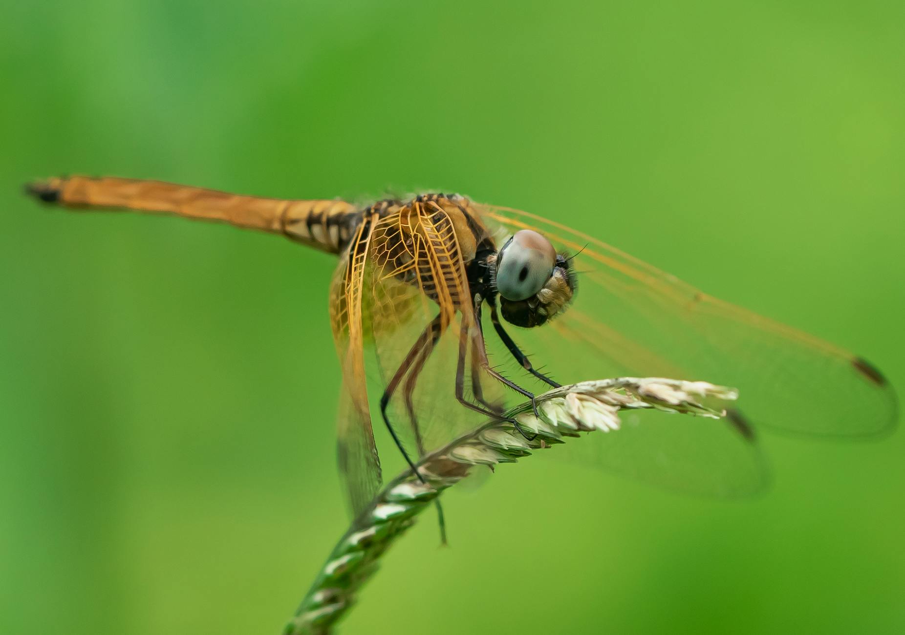 Dragonfly in Nature