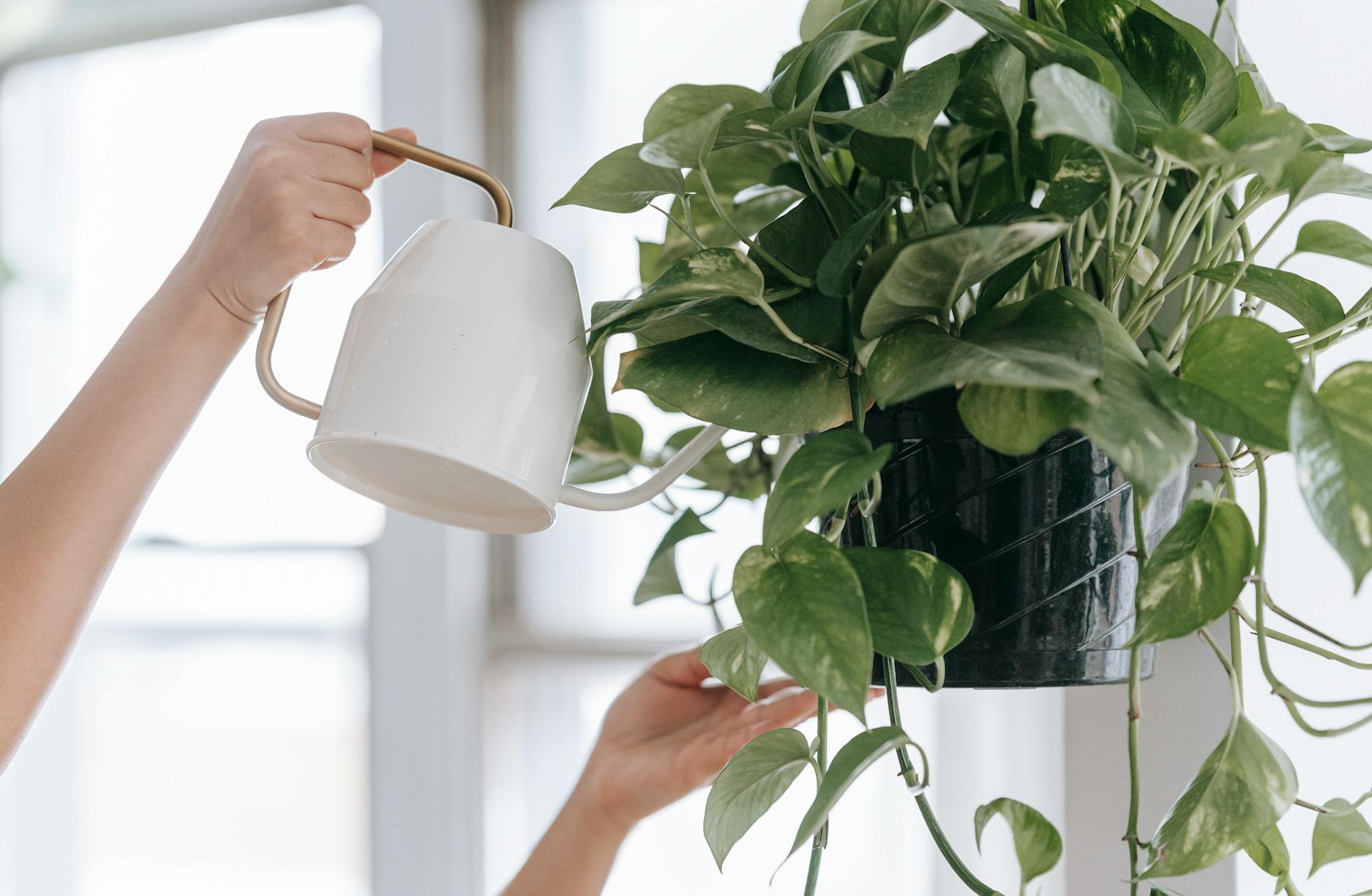 Crop faceless person with watering can pouring water into pot with green plant while standing with raised arms in room near window on blurred background