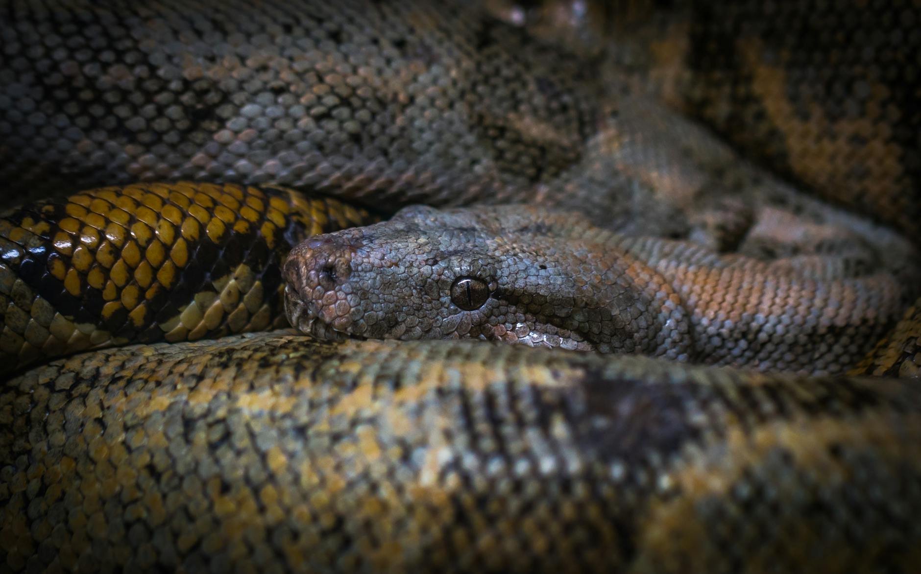 Closeup Photo of Anaconda