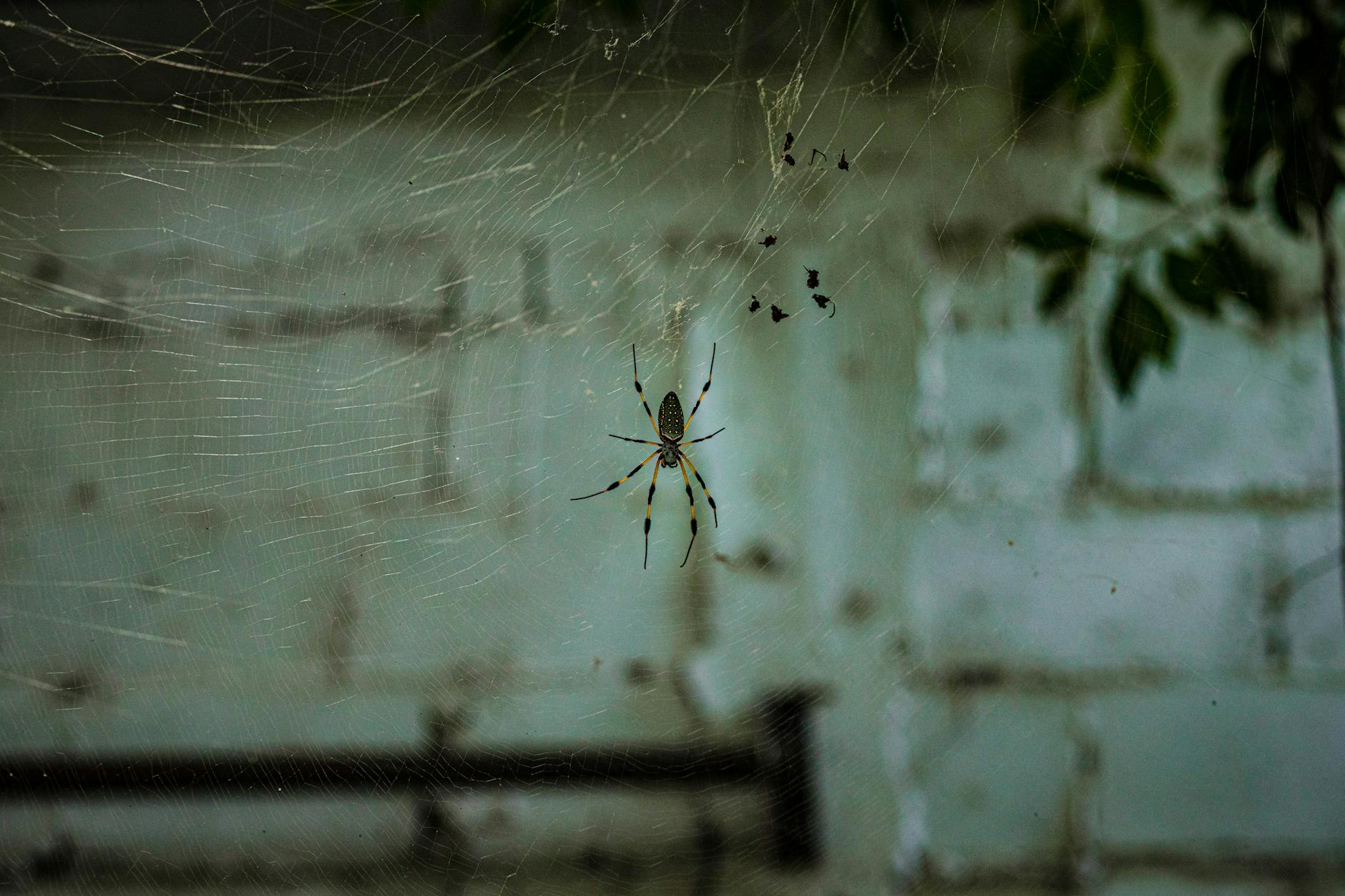 A spider is sitting on a web in front of a brick wall