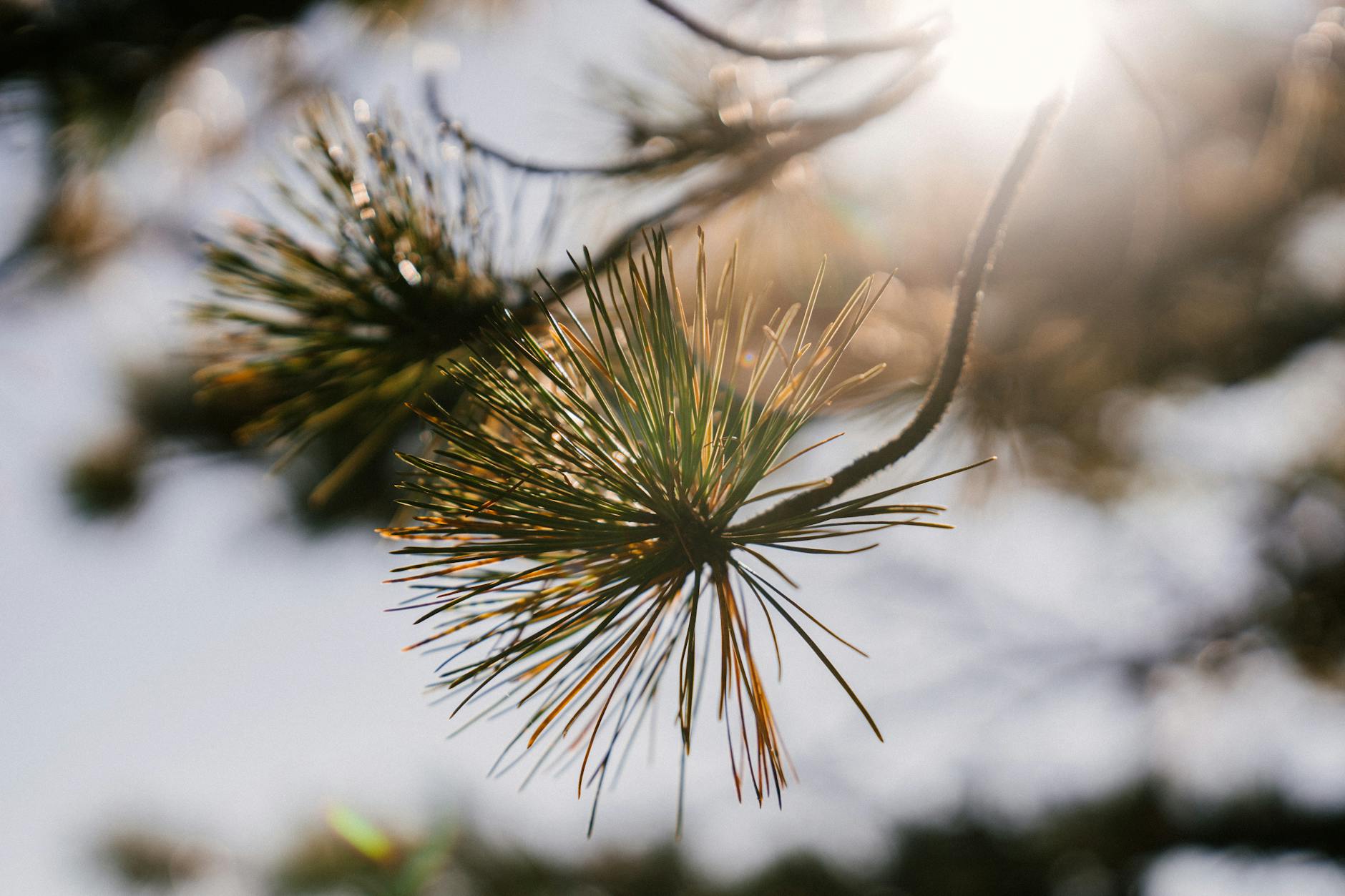 Scenic view of coniferous tree sprigs with thin pointed needles illuminated by sunlight in autumn park