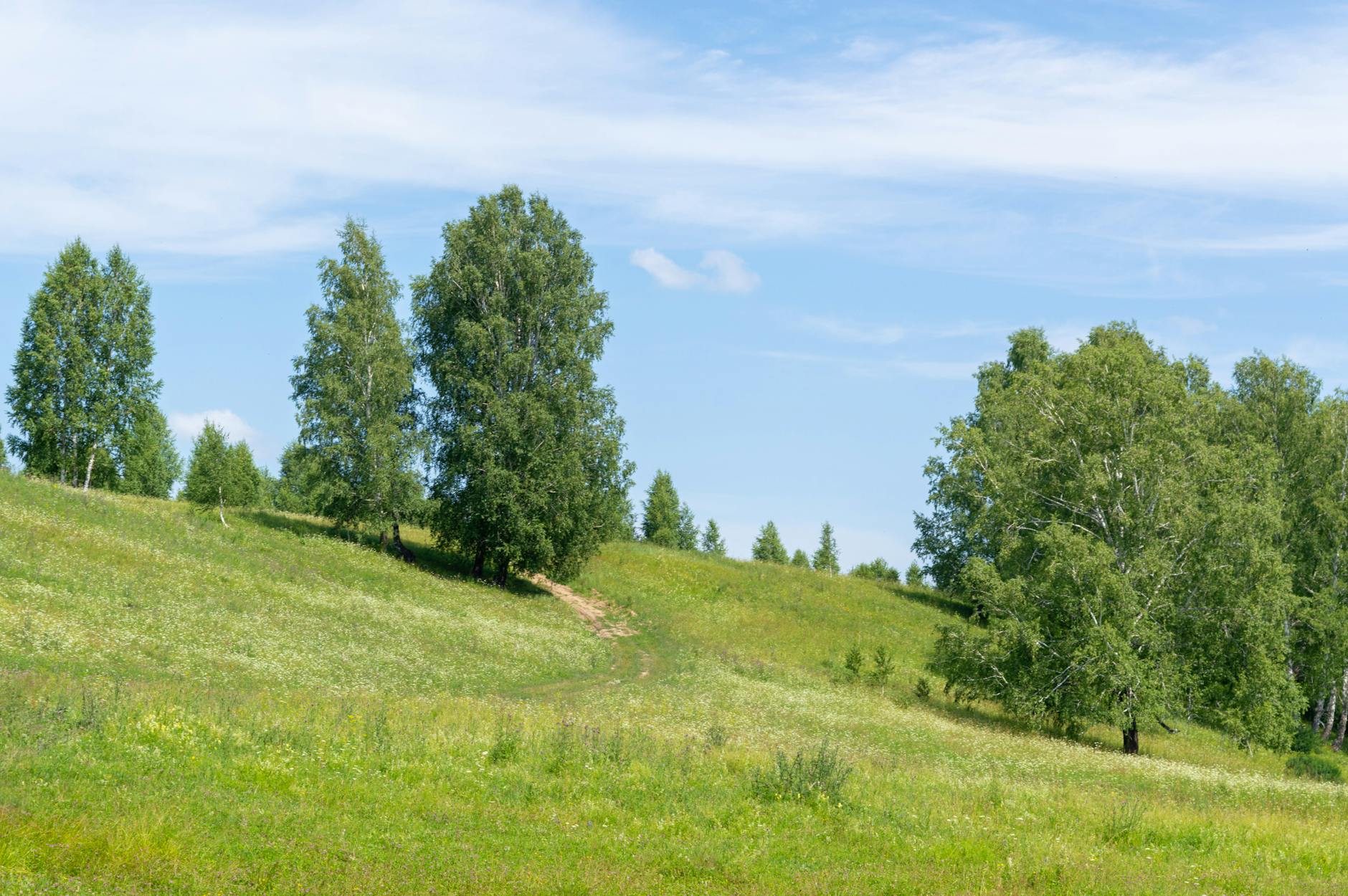 A grassy field with trees and a blue sky