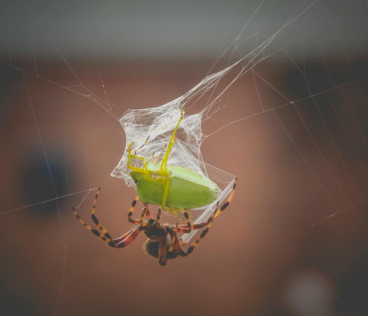 Closeup of green stink bug trapped in cobweb of spooky European garden spider against blurred background