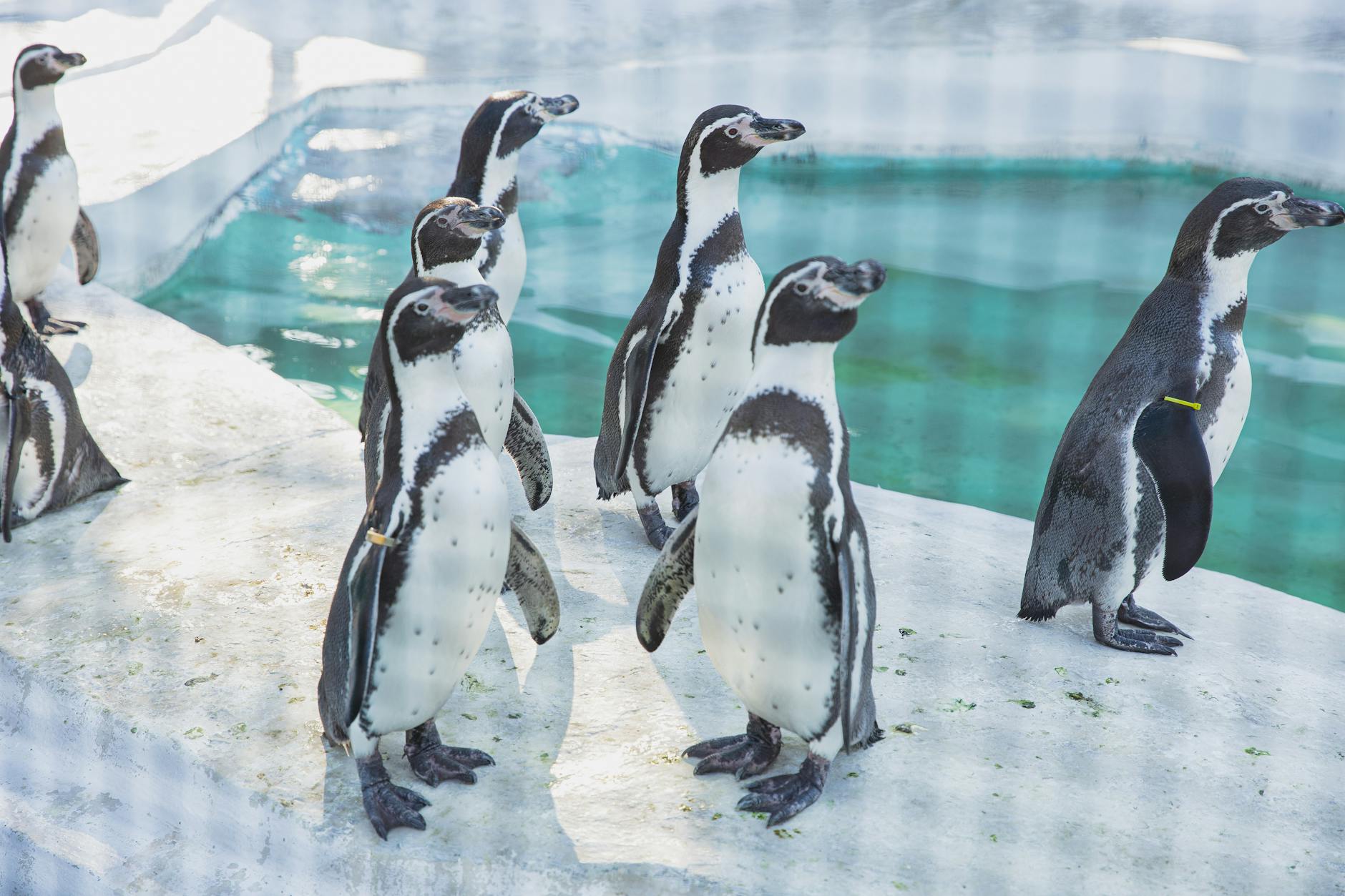 Colony of small wild penguins with black and white fur standing on snowy shore near cold clean water in sanctuary