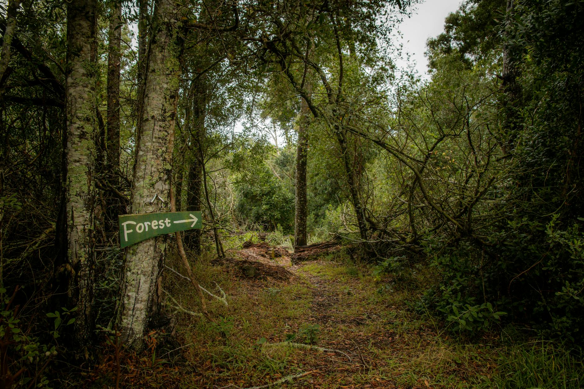 Forest Walk