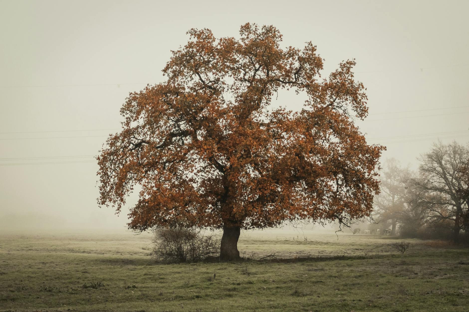 In Distant Photo of Tree on Landscape Field