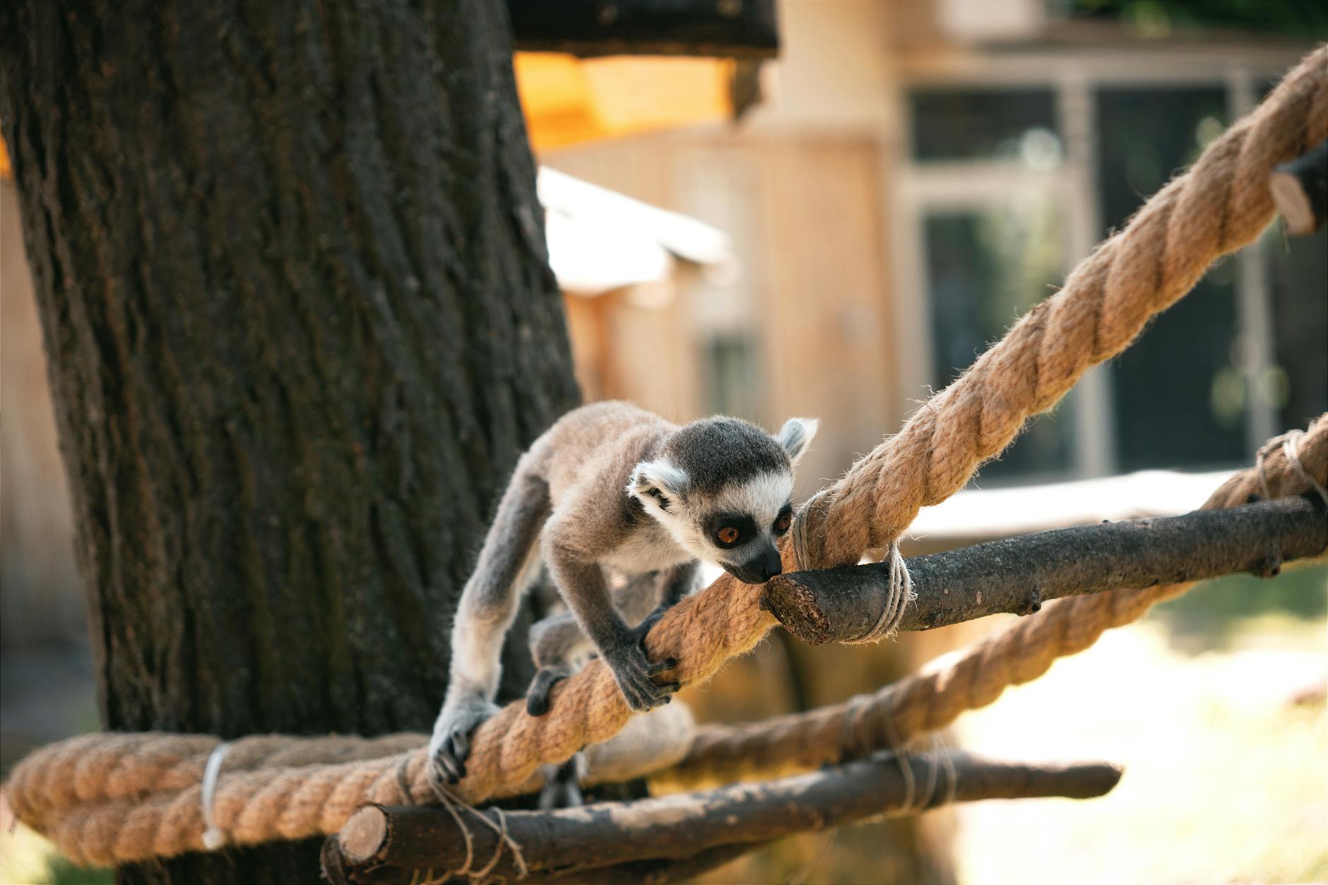 Young Lemur Climbing a Rope Ladder in a Zoo Enclosure