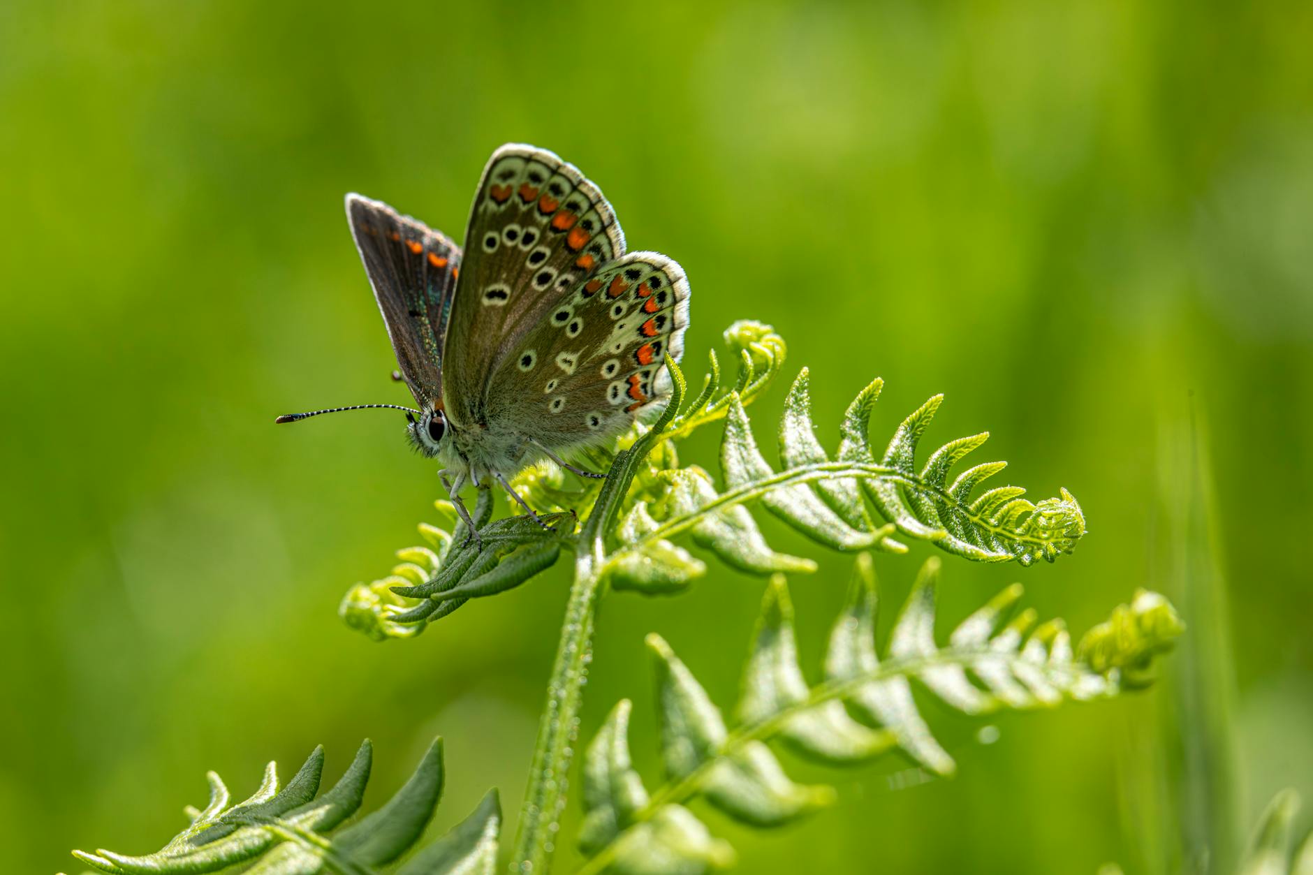 Female Common Blue Butterfly on Plant