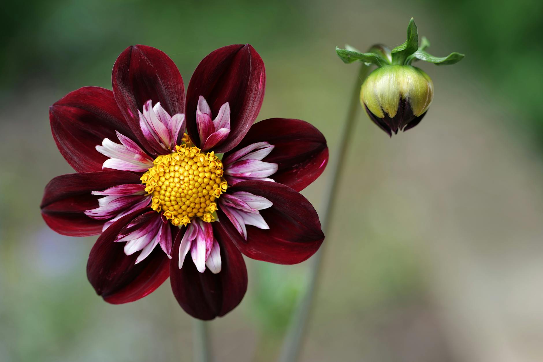 Blooming Dahlia Night Butterfly