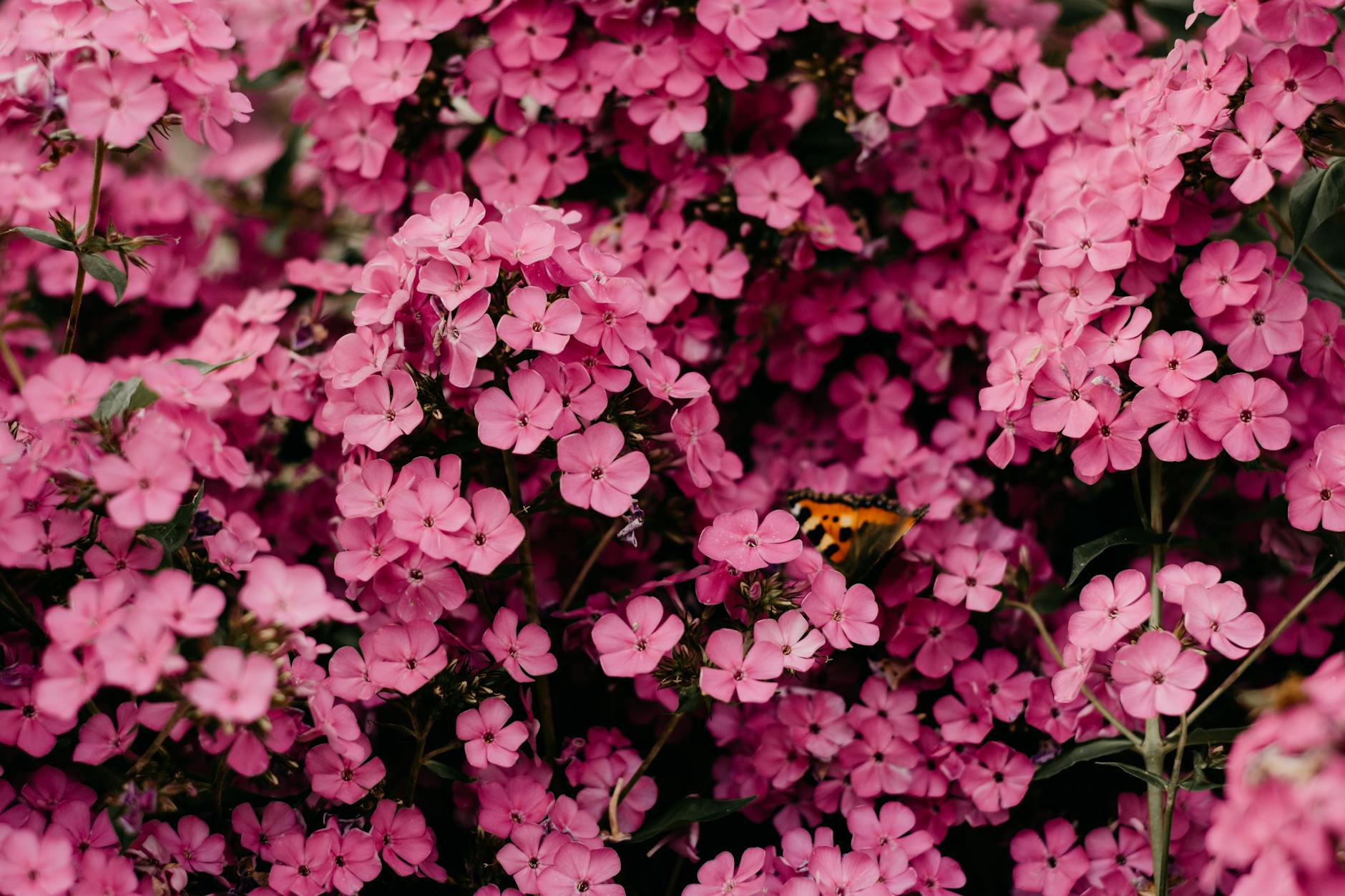 Close-Up Photography of Pink Flowers