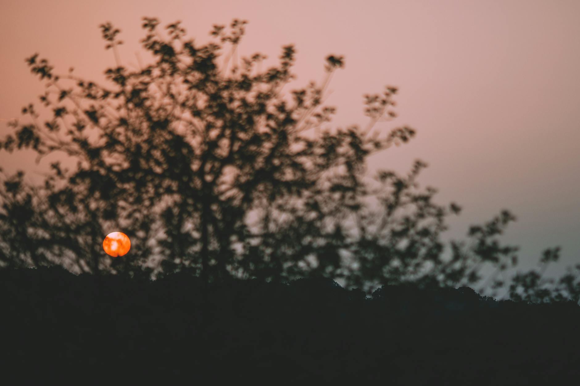 Sun shining through tree in evening