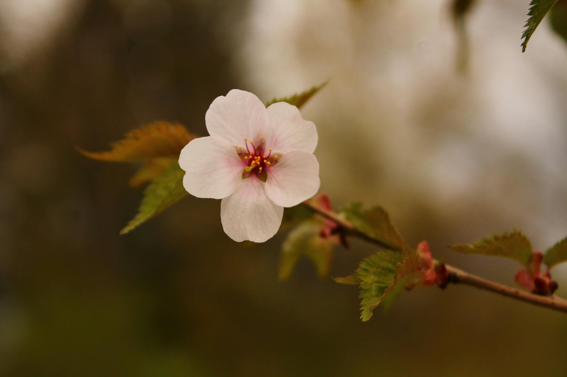 A small white flower on a branch with blurry background