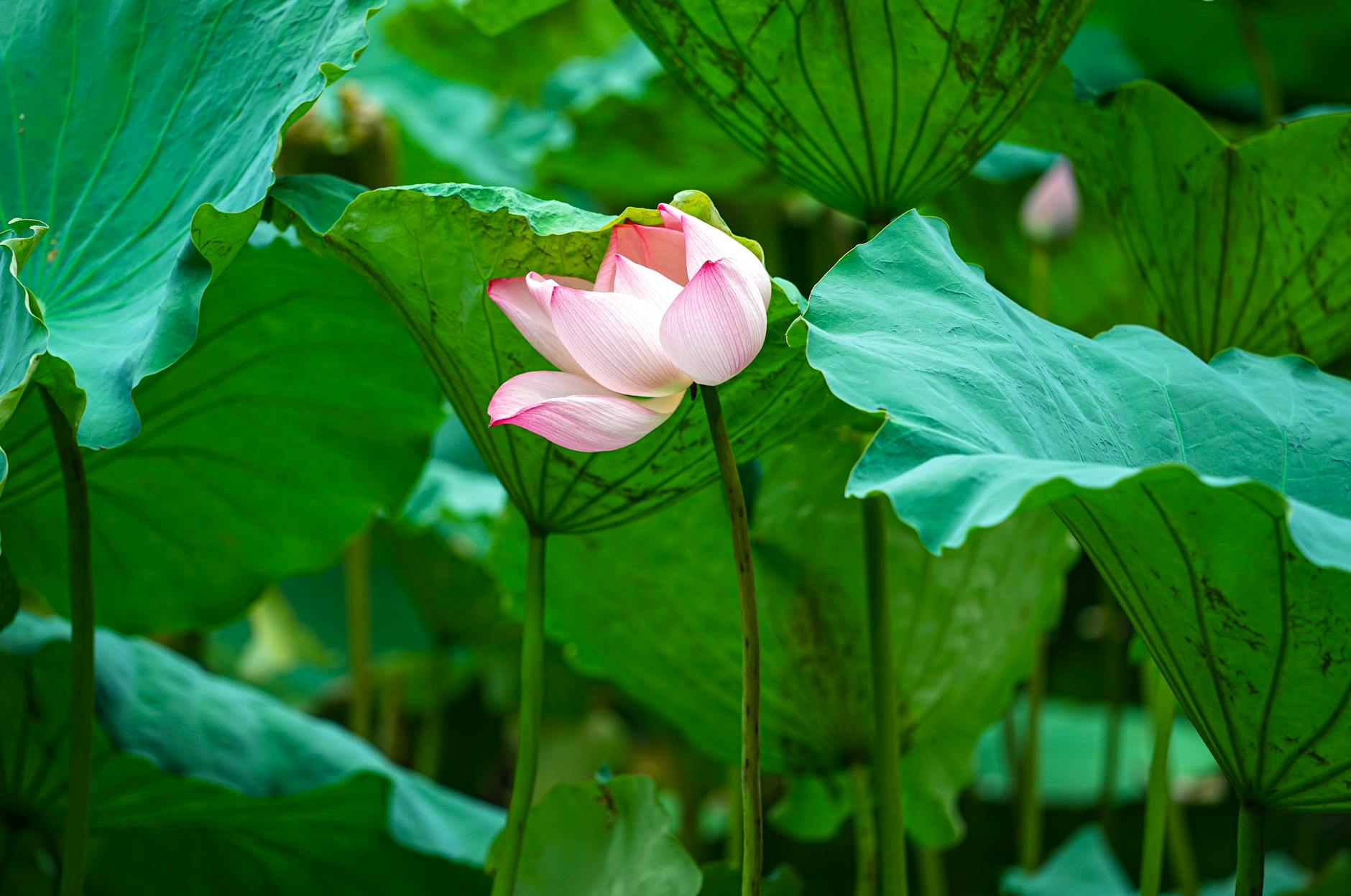 A pink lotus flower blooms in the middle of green leaves