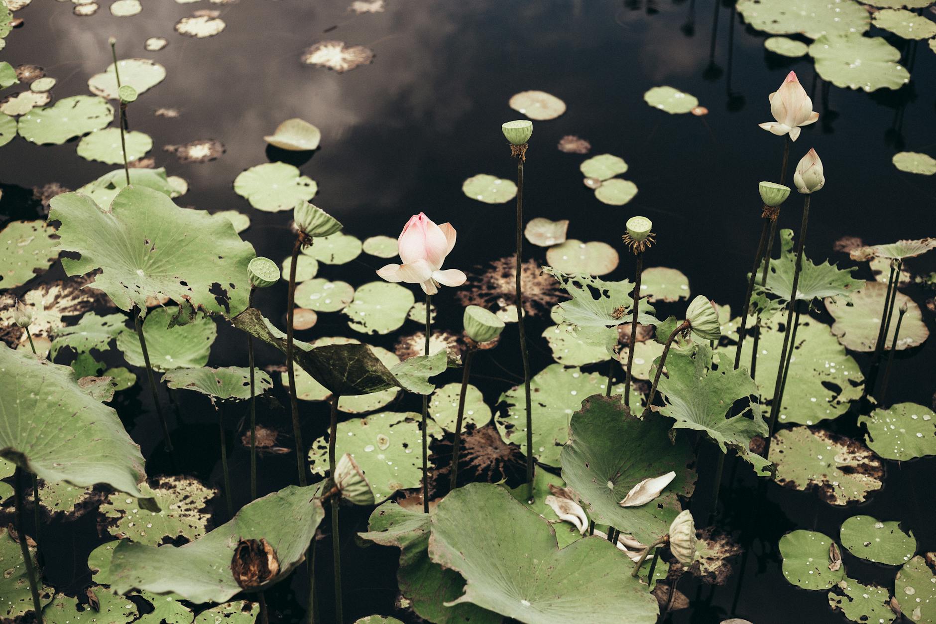 Pink Lotus Flower on Water