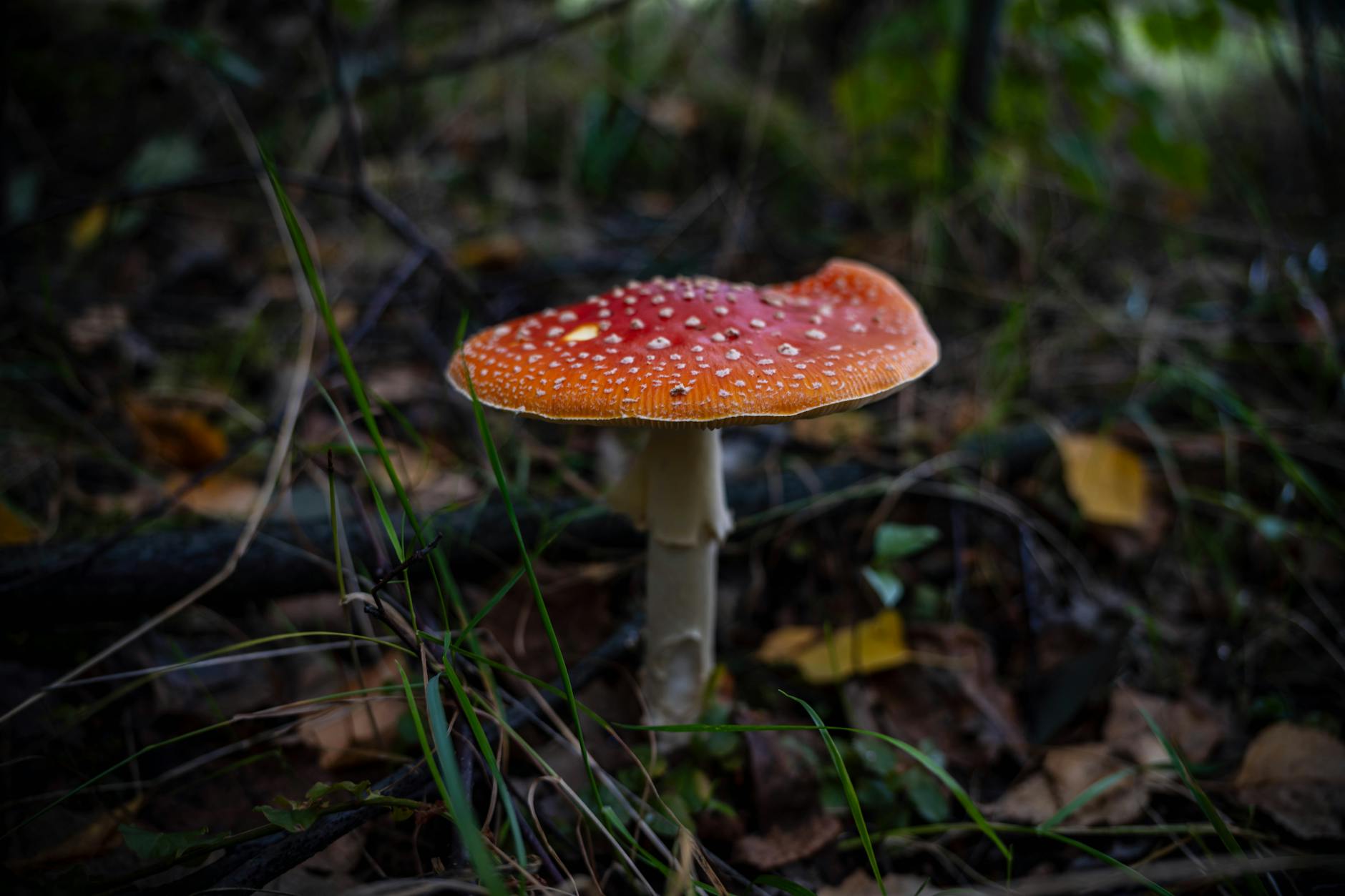 Red and White Fly Agaric Mushroom in the Forest