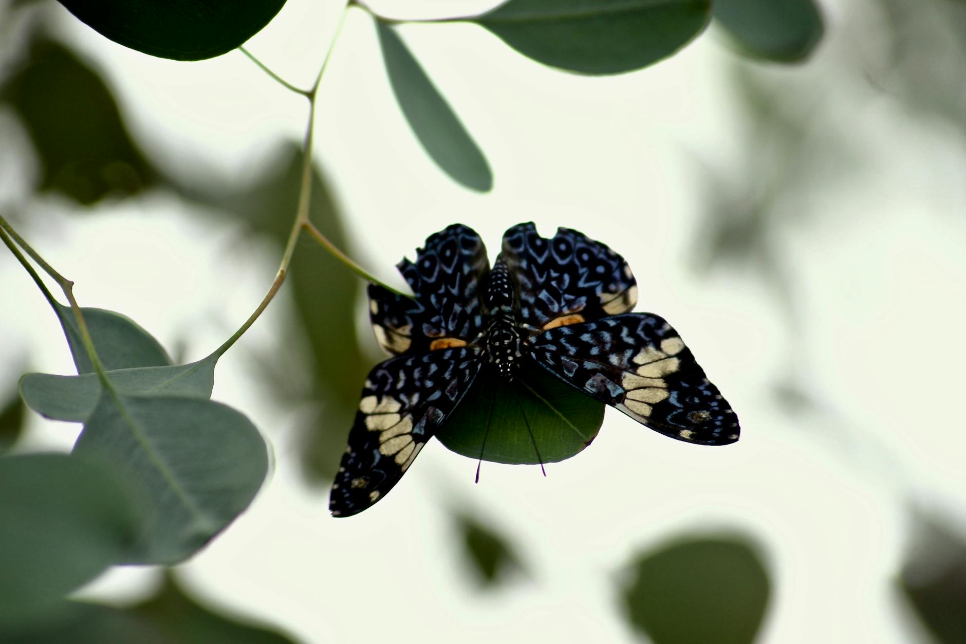 Black and Brown Butterfly Perched on Leaf